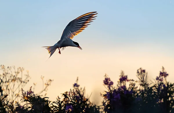 Silhouette Einer Fliegenden Seeschwalbe Flying Gemeinsame Seeschwalbe Auf Dem Sonnenuntergang — Stockfoto