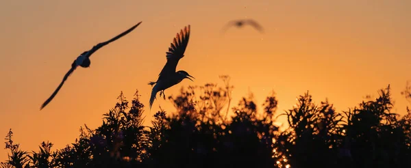 Silhouette Flying Common Tern Flying Common Tern Sunset Sky Background — Stock Photo, Image