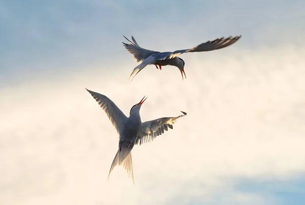 Showdown Himmel Flussseeschwalben Interagieren Flug Ausgewachsene Seeschwalben Flug Bei Sonnenuntergang — Stockfoto