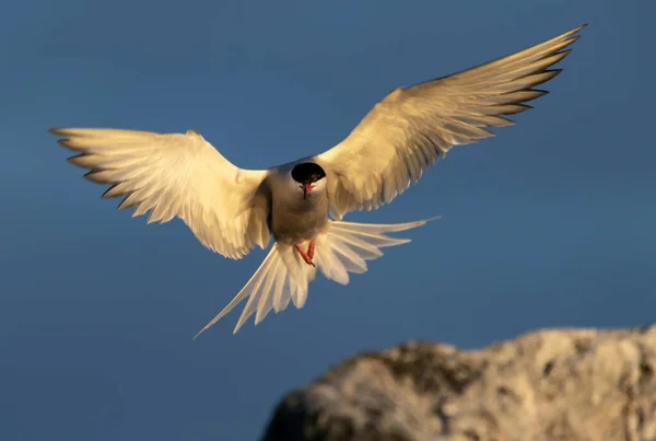 Τερν Ανοιγμένα Φτερά Προσγειώνονται Μια Πέτρα Adult Κοινό Tern Στο — Φωτογραφία Αρχείου