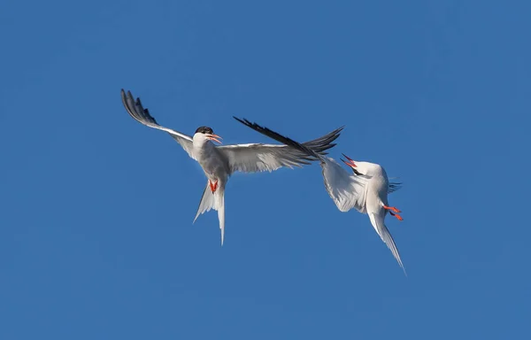 Aparecimento Céu Ternos Comuns Interagindo Voo Terns Comuns Adultos Voo — Fotografia de Stock