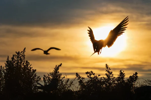 Silueta Létajícího Obyčejného Rybníka Létající Rybník Pozadí Zapadajícího Slunce Zadní — Stock fotografie