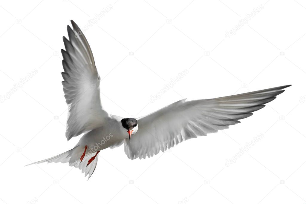 Adult common tern in flight. Isolated on white background. Close up. Scientific name: Sterna hirundo