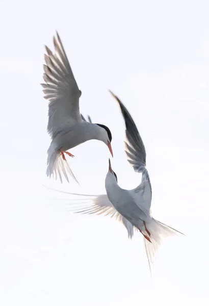 Showdown Flyget Common Terns Interagerar Flygning Vuxna Gemensamma Tärnor Flykt — Stockfoto