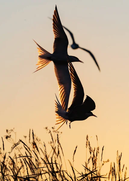 在天空中垂头丧气普通的燕鸥在飞行中相互作用 成虫在落日的光线下在天空背景下飞行 科学名称 Sterna Hirundo — 图库照片