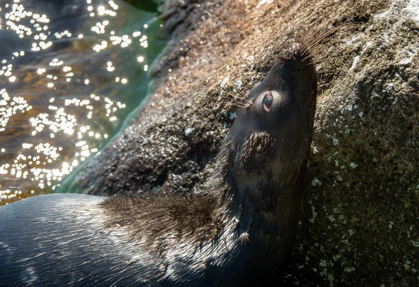 Ladoga Ringed Seal Side View Portrait Close Scientific Name Pusa — Stock Photo, Image