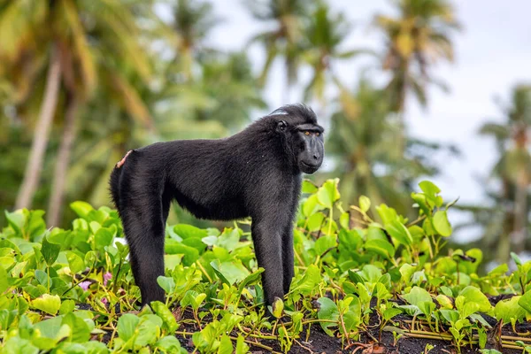 Los Celebes Tienen Cresta Macaco Macaco Negro Crestado Macaco Crestado —  Fotos de Stock