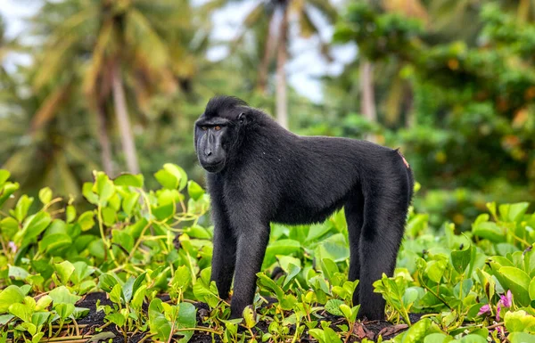 Macaco Crestato Celebes Macaco Nero Crestato Macaco Crestato Sulawesi Celebra — Foto Stock