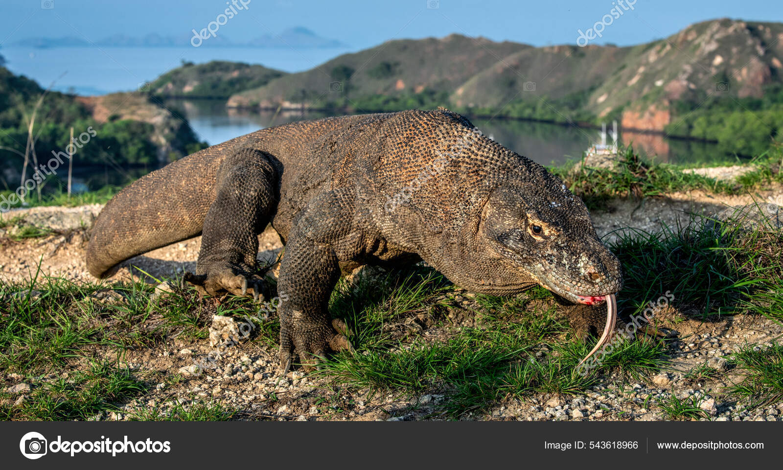Varano d'acqua asiatico - Fatti, dieta, habitat e immagini su Animalia.bio, image size:1600x960