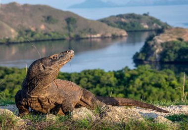 Komodo ejderhası, manzara manzaralı bir portre. Komodo ejderhası dünyada yaşayan en büyük kertenkeledir. Bilimsel adı Varanus komodoensis. Vahşi doğa. Doğal yaşam alanı. Rinca Adası. Endonezya