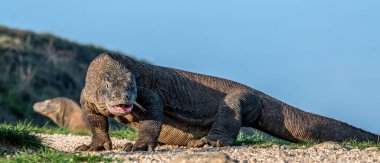 Çatallı dili olan Komodo ejderhası havayı koklar. Ön manzara. Bilimsel adı Varanus komodoensis. Vahşi doğa. Doğal yaşam alanı. Rinca Adası. Endonezya