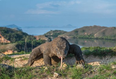 Çatallı dili olan Komodo ejderhası havayı koklar. Ön manzara. Bilimsel adı Varanus komodoensis. Vahşi doğa. Doğal yaşam alanı. Rinca Adası. Endonezya