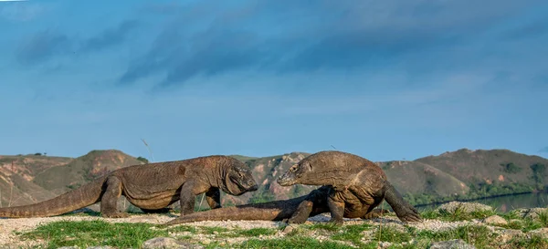 Komodští Draci Komodo Drak Největší Žijící Ještěrka Světě Vědecké Jméno — Stock fotografie