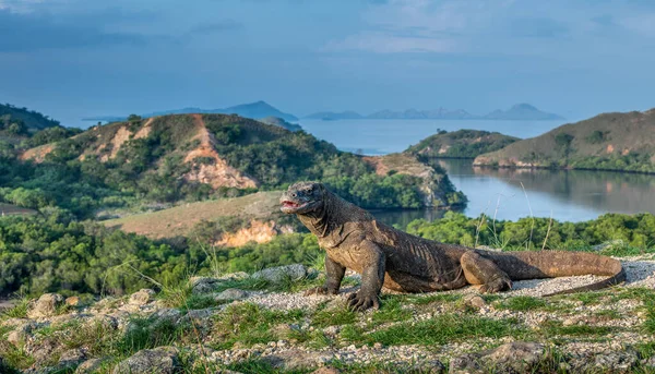 Komodo Naga Potret Dengan Pemandangan Pemandangan Komodo Adalah Kadal Hidup — Stok Foto