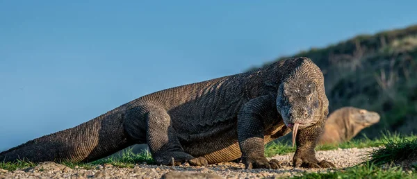 Çatallı Dili Olan Komodo Ejderhası Havayı Koklar Manzara Bilimsel Adı — Stok fotoğraf