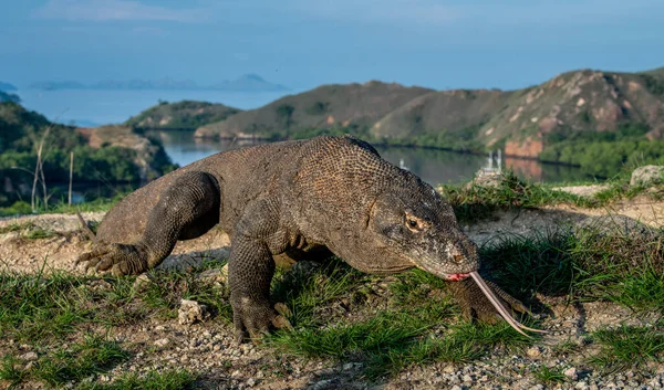 Dragón Komodo Con Lengua Bifurcada Olfateando Aire Cierre Retrato Nombre — Foto de Stock