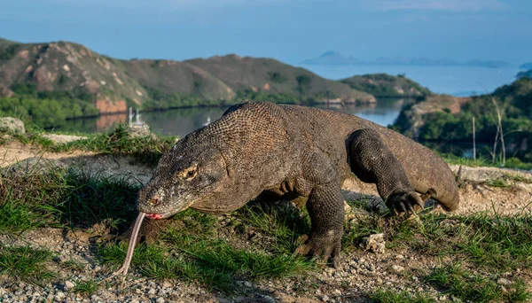 Dragón Komodo Con Lengua Bifurcada Olfateando Aire Cierre Retrato Nombre — Foto de Stock