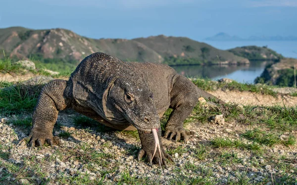 Komodo Naga Dengan Lidah Bercabang Mengendus Udara Tutup Potretnya Nama — Stok Foto