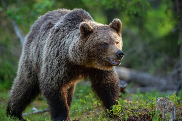 Бурый Медведь Ходит Летнему Лесу Научное Название Ursus Arctos Дикая — стоковое фото