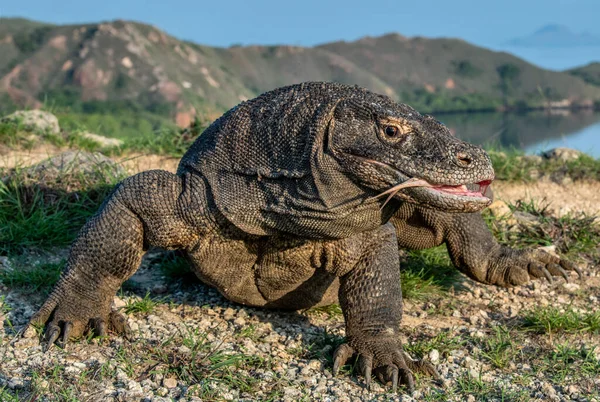 Komodo Drake Med Gaffel Tungan Lukta Luft Närbild Porträtt Vetenskapligt — Stockfoto