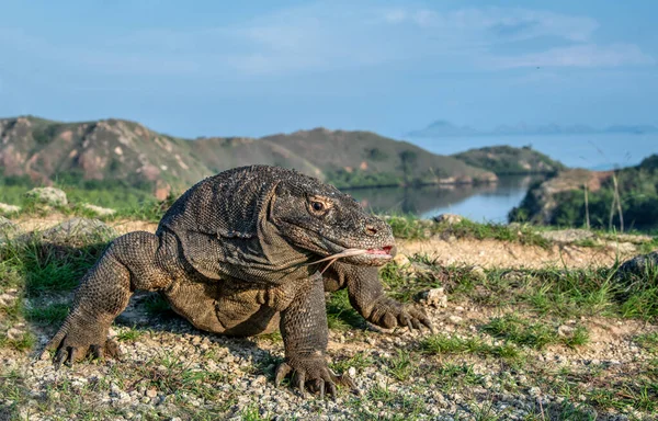 Komodo Naga Dengan Lidah Bercabang Mengendus Udara Tutup Potretnya Nama — Stok Foto