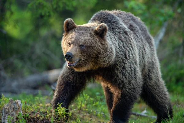Oso Pardo Caminando Bosque Verano Nombre Científico Ursus Arctos Naturaleza — Foto de Stock