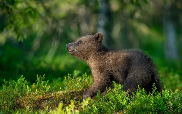 夏天森林里的小熊宝宝棕熊 Ursus Arctos 自然生境 — 图库照片
