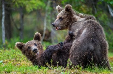 Kahverengi ayı yavruları yaz ormanlarında şakacı bir şekilde savaşıyor. Bilimsel adı Ursus Arctos Arctos. Vahşi doğa, doğal yaşam alanı..
