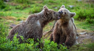 Kahverengi ayı yavruları yaz ormanlarında şakacı bir şekilde savaşıyor. Bilimsel adı Ursus Arctos Arctos. Vahşi doğa, doğal yaşam alanı..