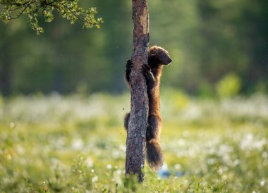 Wolverine çam ağacına tırmanıyor. Gün batımı ışığı. Vahşi doğa. Doğal yaşam alanı. Bilimsel adı Gulo Gulo.