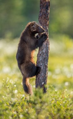 Wolverine çam ağacına tırmanıyor. Gün batımı ışığı. Vahşi doğa. Doğal yaşam alanı. Bilimsel adı Gulo Gulo.