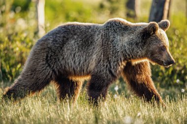 Kahverengi ayı güneş doğarken yaz ormanında yürüyor. Bilimsel adı Ursus Arctos. Vahşi doğa. Doğal yaşam alanı.