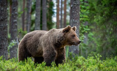 Güneş doğarken yaz ormanında boz ayı. Bilimsel adı Ursus Arctos. Vahşi doğa. Doğal yaşam alanı