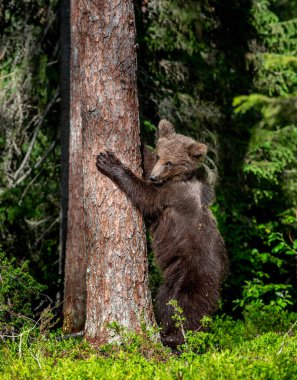 Yaz ormanında kahverengi ayı yavrusu ağaca tırmanıyor. Bilimsel adı Ursus Arctos. Vahşi doğa. Doğal yaşam alanı.