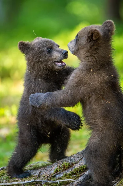 夏の森で赤ちゃんたちが楽しく戦っている Ursus Arctos Arctos 野生の自然 自然生息地 — ストック写真