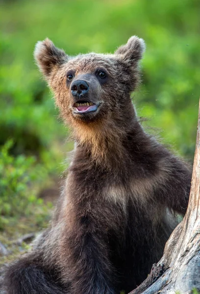 Медвежонок Открытым Ртом Крупный План Вид Спереди Научное Название Ursus — стоковое фото