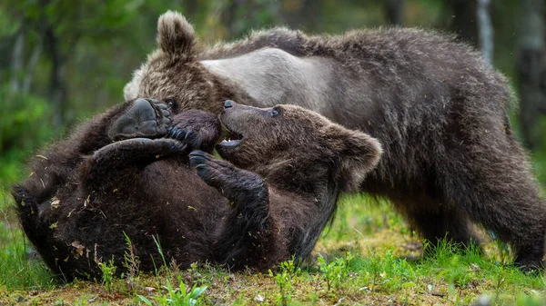 Barna Medve Kölykök Játékosan Harcolnak Nyári Erdőben Tudományos Név Ursus — Stock Fotó