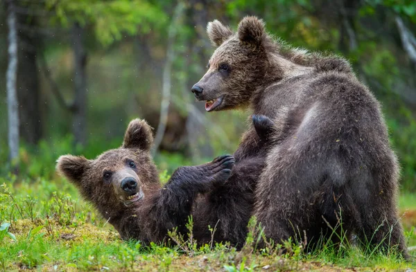 Filhotes Urso Marrom Brincando Lutando Floresta Verão Nome Científico Ursus — Fotografia de Stock