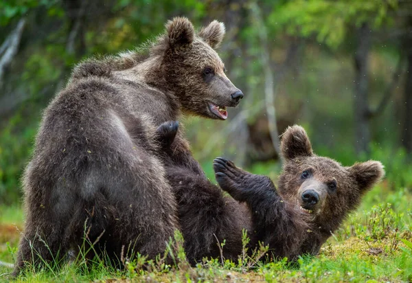 Brown Bear Cubs Playfully Fighting Summer Forest Scientific Name Ursus — Stock Photo, Image