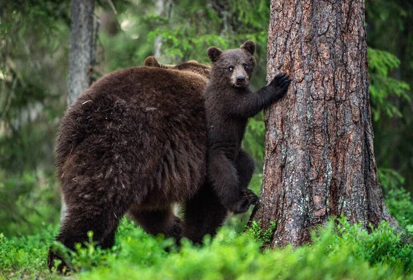 小熊宝宝在妈妈的帮助下爬上了松树 夏天的森林学名 Ursus Arctos 自然生境 — 图库照片