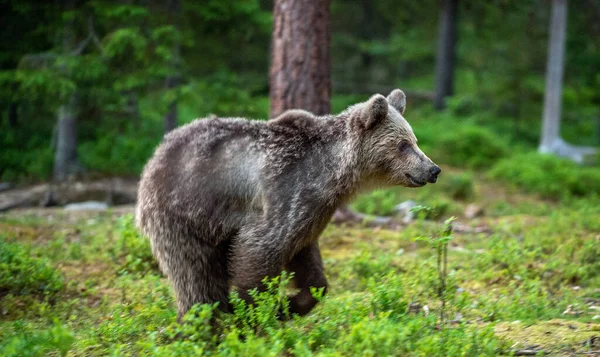 Futó Barna Medve Kölyök Nyári Erdőben Mozgásképtelenség Vad Természet Természetes — Stock Fotó