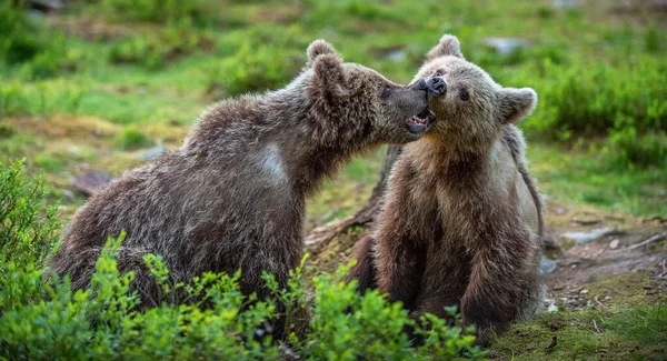 Filhotes Urso Marrom Brincando Lutando Floresta Verão Nome Científico Ursus — Fotografia de Stock