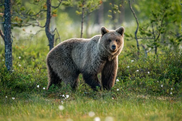 Barna Medve Nyári Erdőben Napkeltekor Tudományos Név Ursus Arctos Vad — Stock Fotó