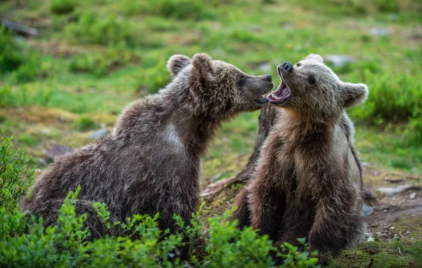 Barna Medve Kölykök Játékosan Harcolnak Nyári Erdőben Tudományos Név Ursus — Stock Fotó