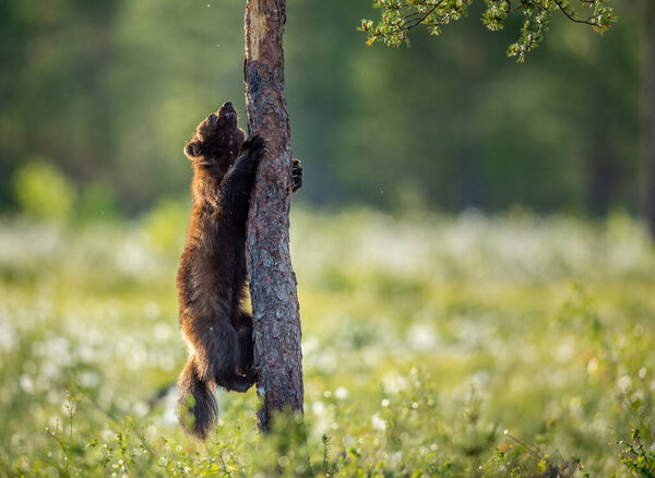 Wolverine climbing on the pine tree. Sunset light. Wild nature. Natural habitat. Scientific name: Gulo Gulo