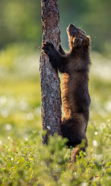 Wolverine climbing on the pine tree. Sunset light. Wild nature. Natural habitat. Scientific name: Gulo Gulo