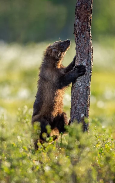Wolverine Klimt Pijnboom Zonsondergang Licht Wilde Natuur Natuurlijke Habitat Wetenschappelijke — Stockfoto
