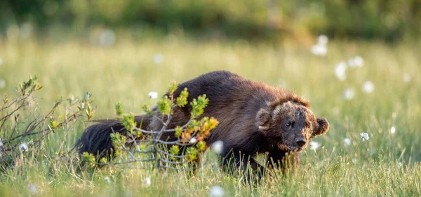 Wolverine Vild Natur Naturlig Livsmiljö Solnedgång Ljus — Stockfoto