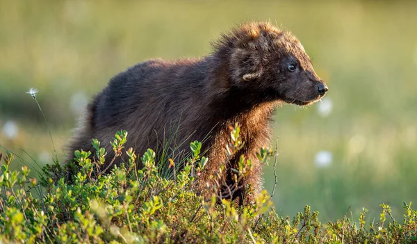 Wolverine Natureza Selvagem Habitat Natural Luz Pôr Sol — Fotografia de Stock