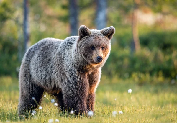 Oso Pardo Bosque Verano Amanecer Nombre Científico Ursus Arctos Naturaleza — Foto de Stock